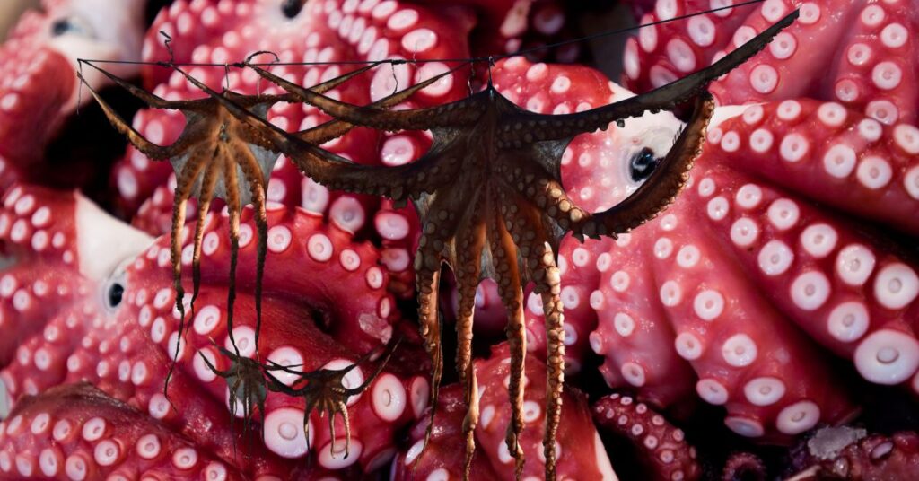 A Genetic Oddity May Give Octopuses and Squids Their Smarts 3 Octopuses and Squids